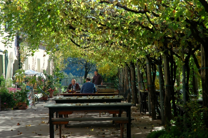 A vineyard cover the tables of the Osteria da Brun
