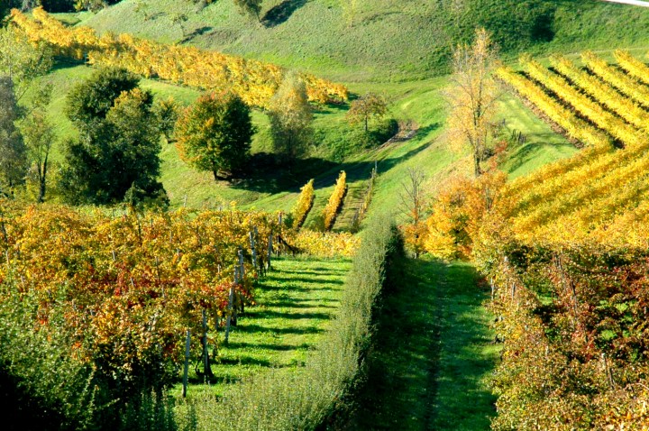 Prosecco DOCG vineyards in Feletto