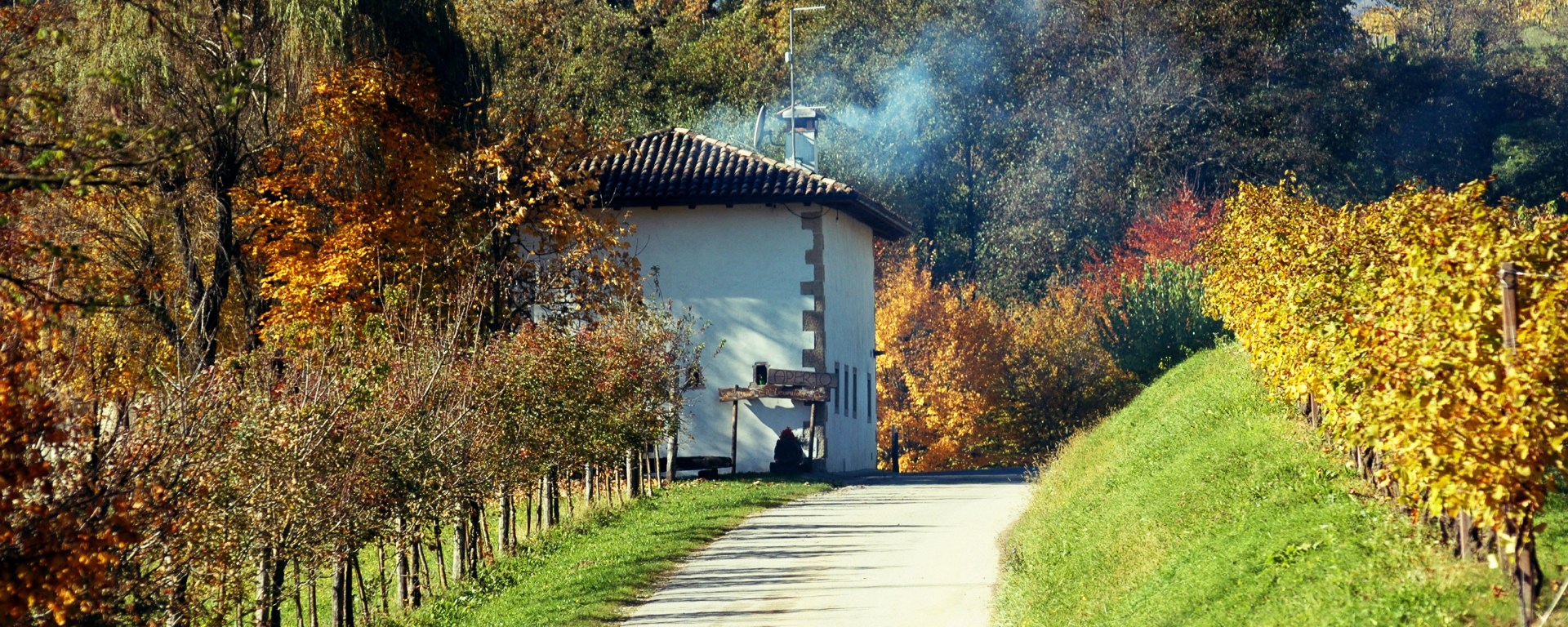prosecco DOCG vineyards in Feletto Conegliano