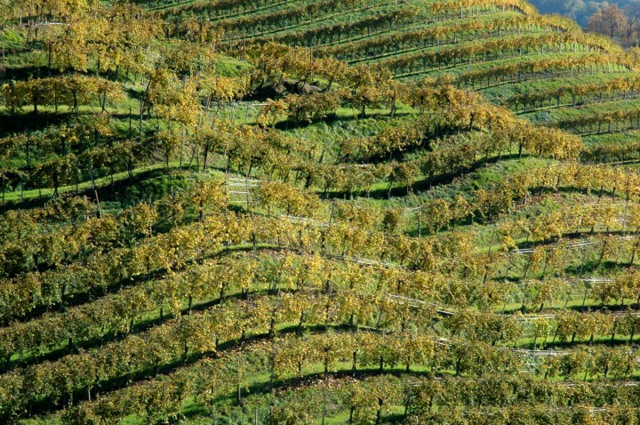 prosecco DOCG vineyards in Feletto Conegliano
